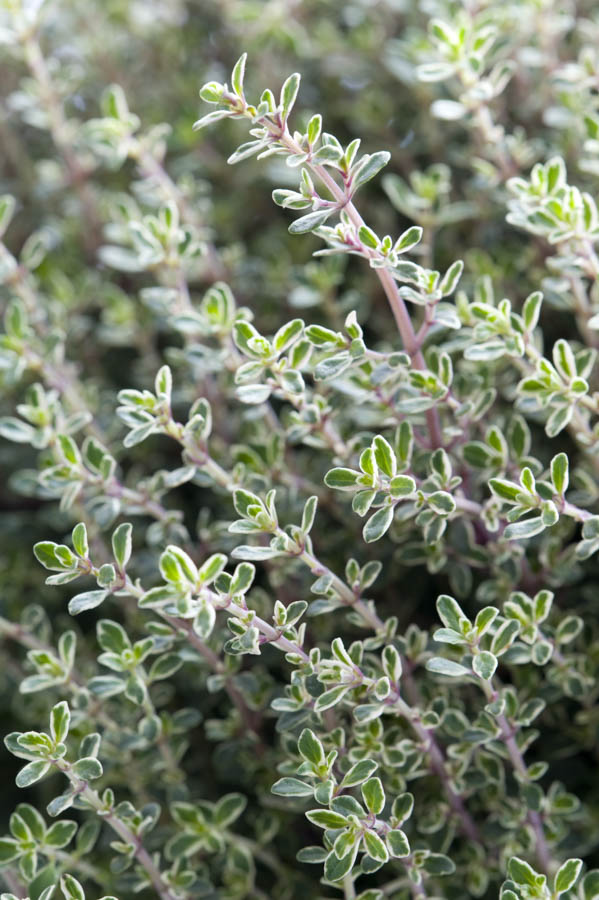 common thyme uses