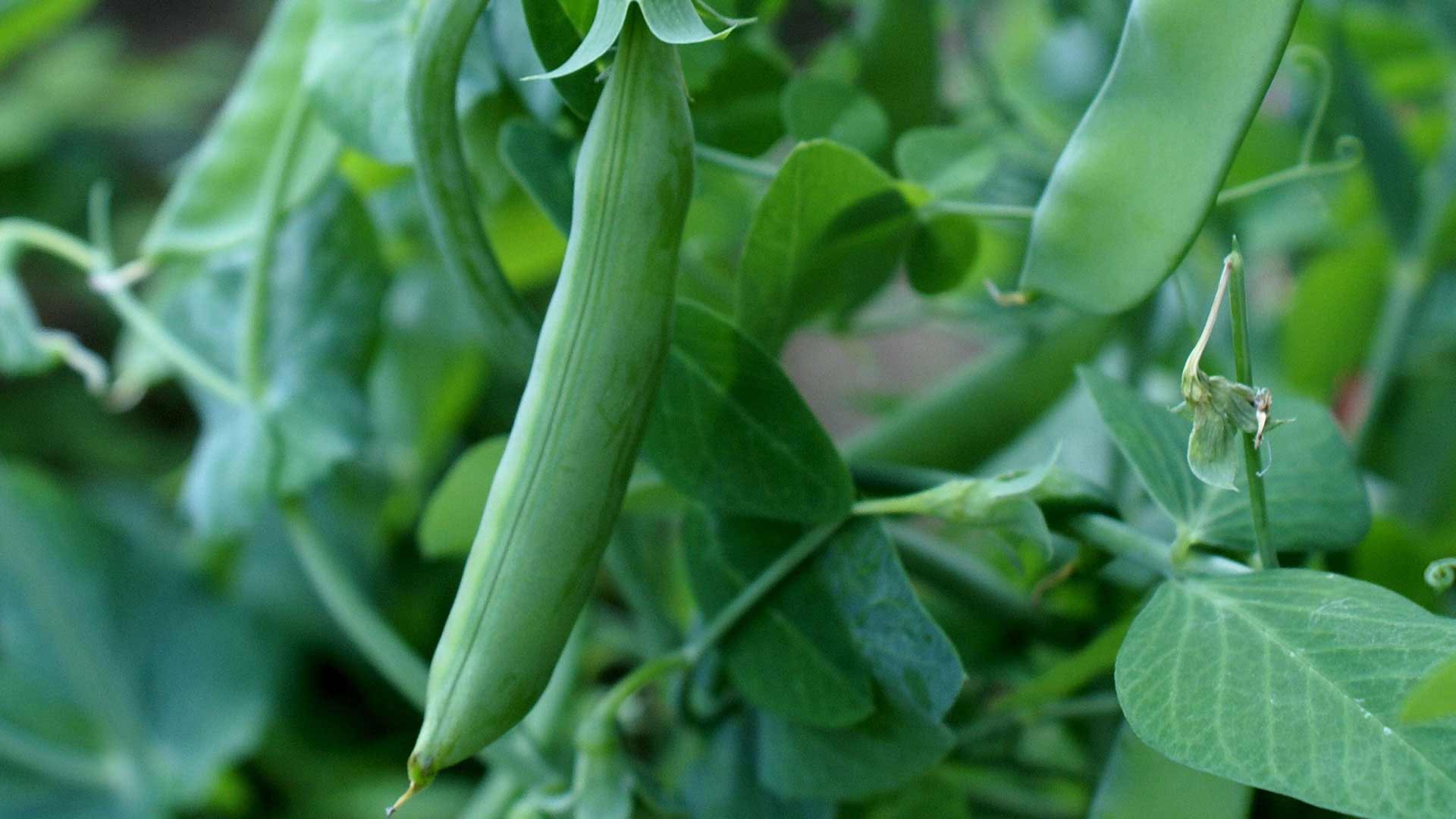 4 Tips for Harvesting Snap Peas