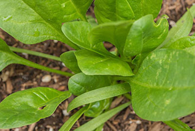 How Much Spinach Should I Grow?: The Popeye-Bluto Garden Spinach Planner
