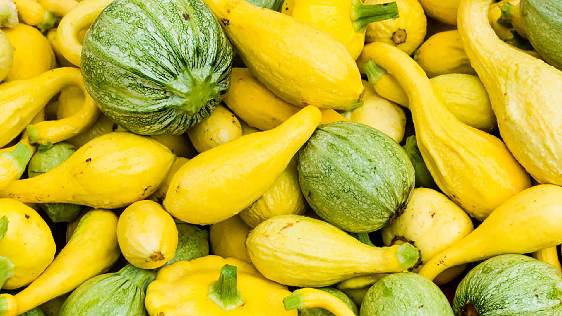 Squash, Summer