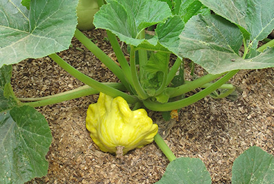 Patty pan squash on plant