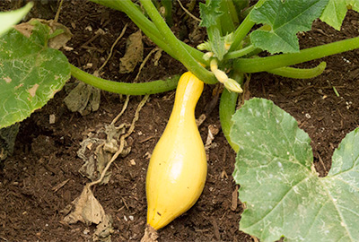 Crookneck squash on plant