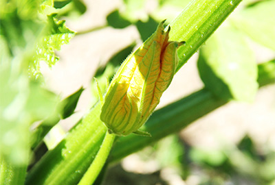 Male blossom