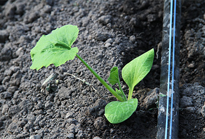 Small plant with drip watering