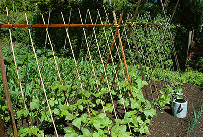 Image of Pole beans and carrots companion planting