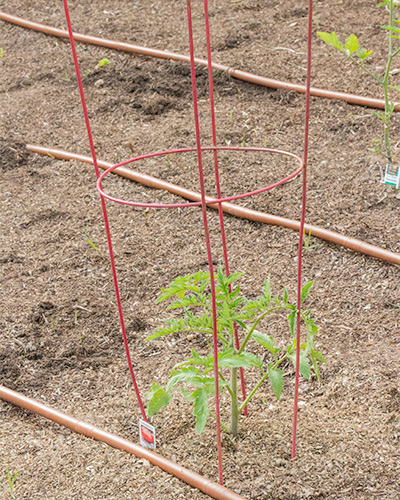 Tomatoes in basket