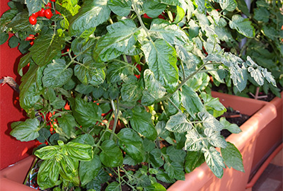 Tomato in container