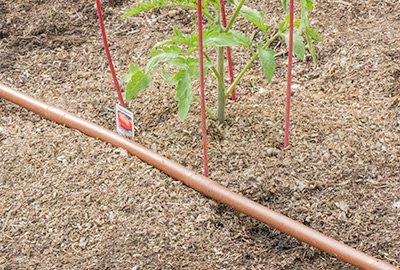 Tomato watered with drip system