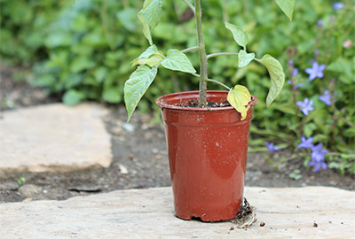 Rootbound tomato plant
