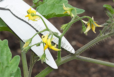 Scissors used to remove blossom