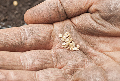 Tomato seeds