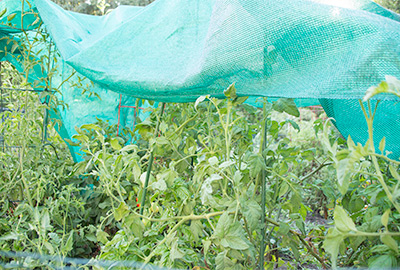 Shadecloth over tomatoes