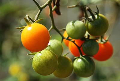 Sun Gold tomato