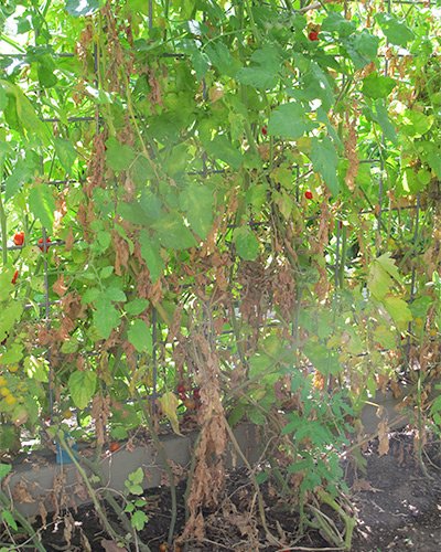 tomato trellis