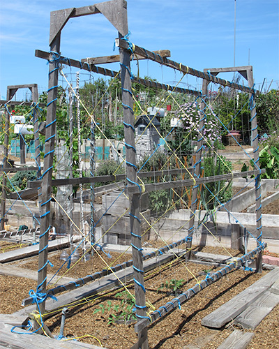 tomato trellis