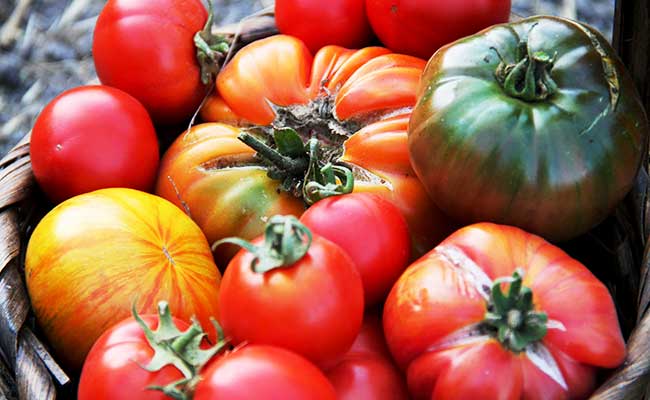 tomato varieties