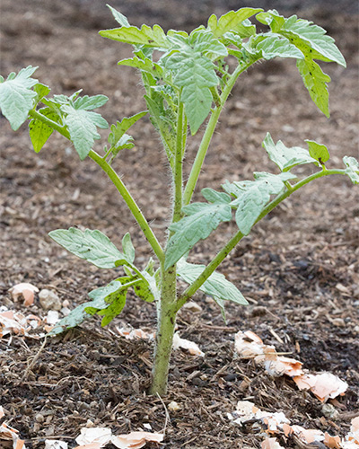 Young tomato with crushed eggshells