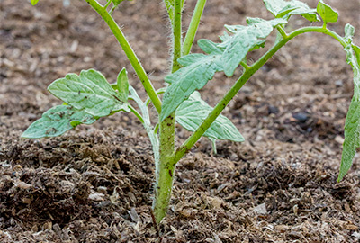 Young tomato plant