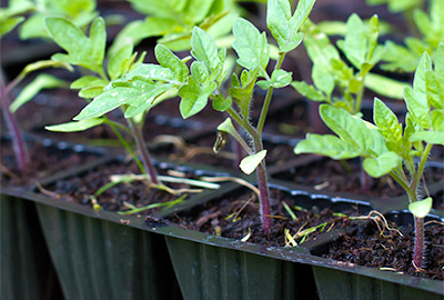 Young tomato plants