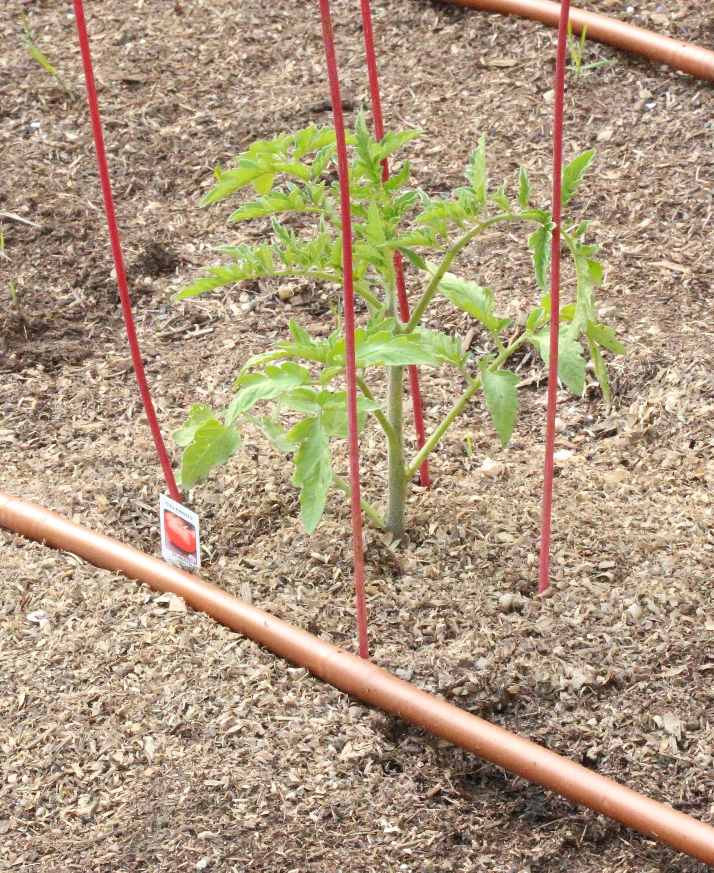 The GardenZeus Guide to Watering Tomatoes