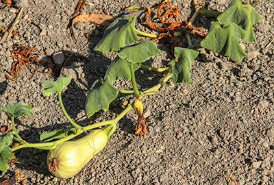 Butternut squash with wilted leaves