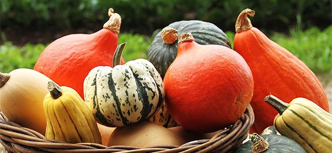 6 Things You May Not Know About Growing and Storing Winter Squash