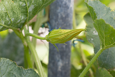 Male blossom