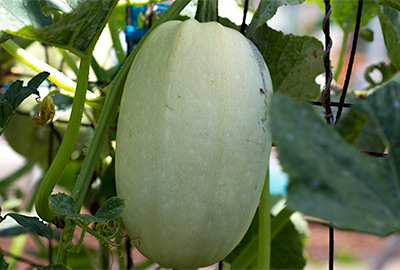 Winter squash on trellis