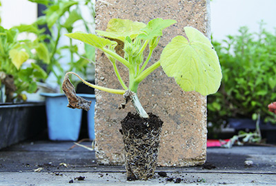 Root bound transplant