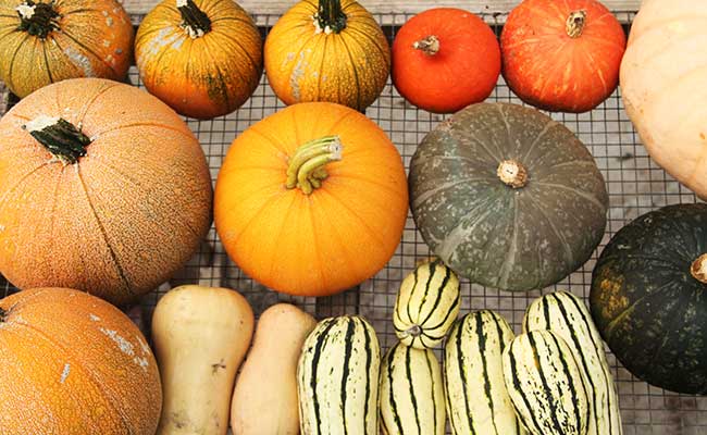 winter squash varieties