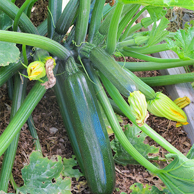 Zucchini fruits of different sizes on same plant; some are ready for harvest