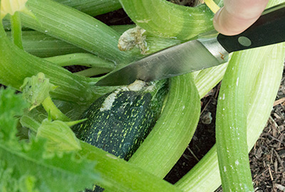 Harvesting zucchini fruits with knife