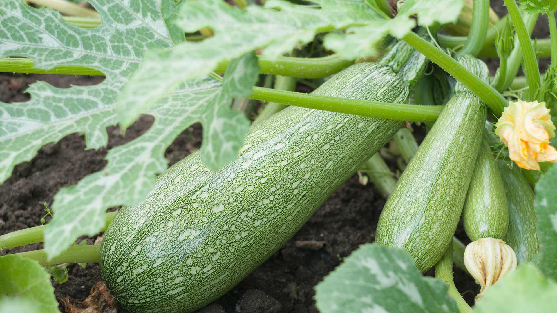 Courgette plant care: watering & more - Plantura