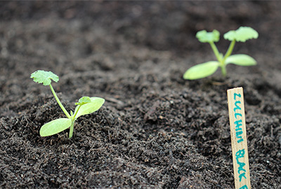 Zucchini planted in mound