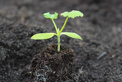 Example of acceptable zucchini start